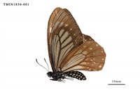 藏品(黃星斑鳳蝶)的圖片